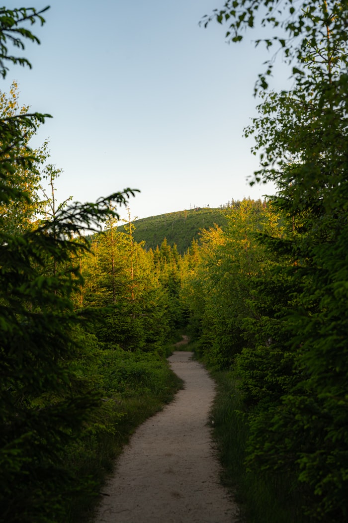 Forest path leading toward the light — representing new beginnings